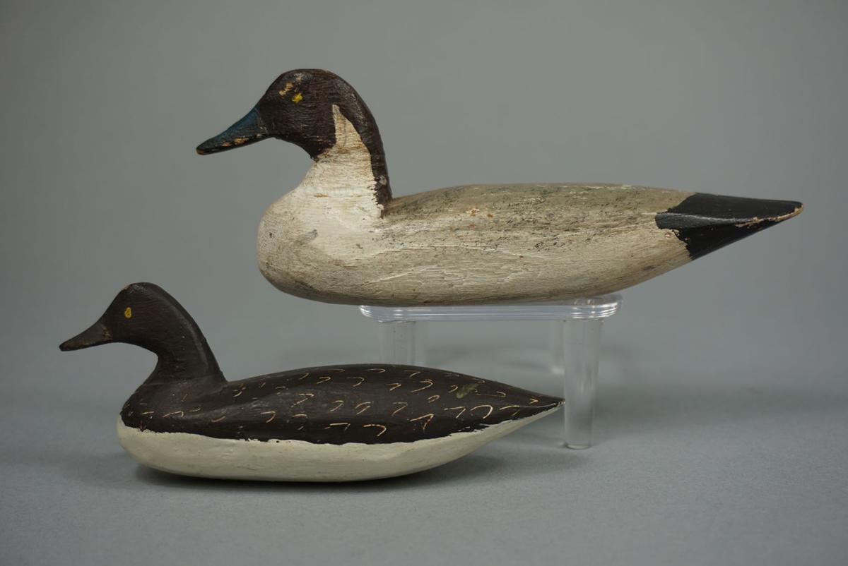 PINTAILS BY DOUG JESTER