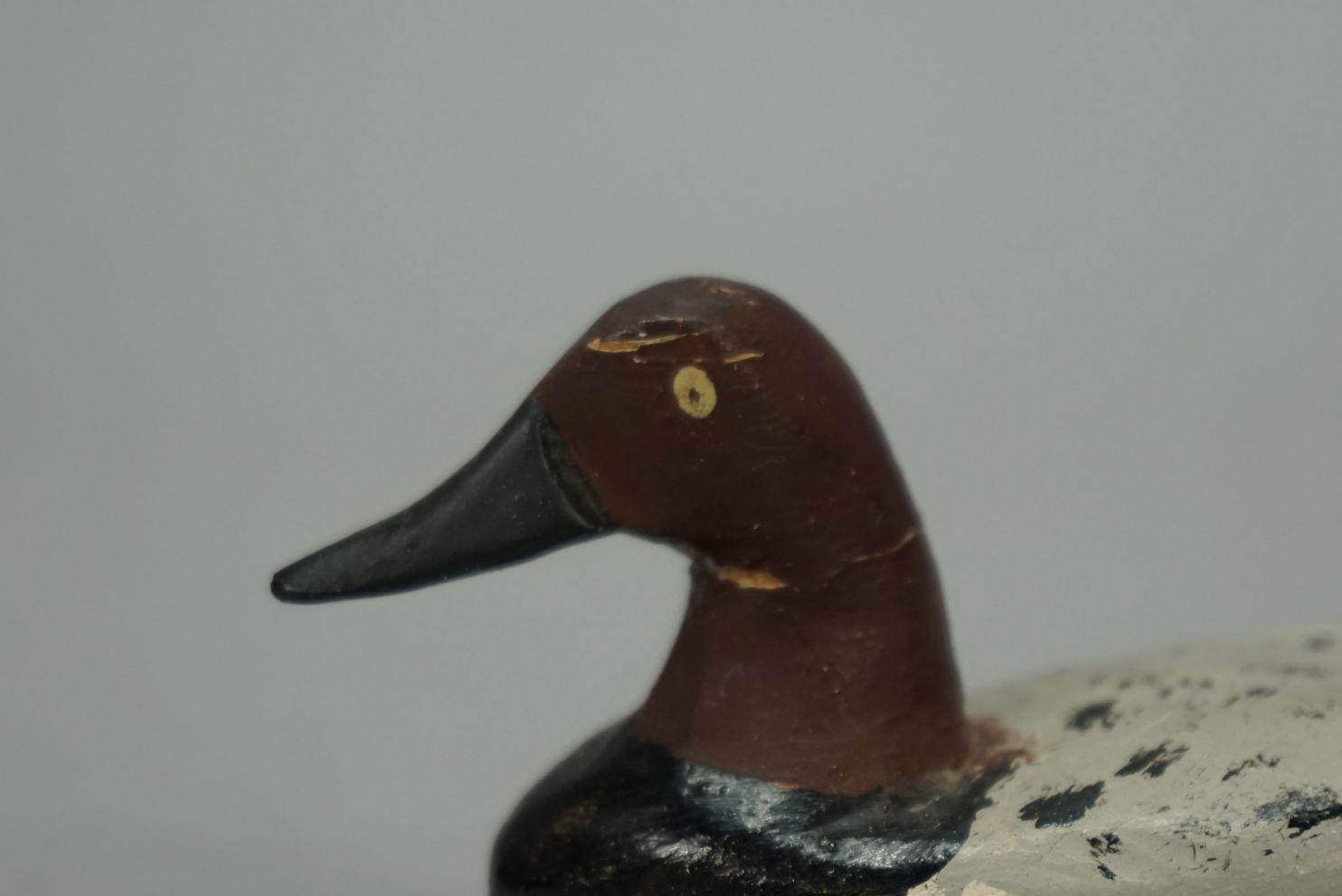 CANVASBACK BY DOUG JESTER
