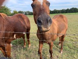 Sorrel Mare Named Candy - Born 2001