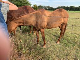 Sorrel Mare Named Candy - Born 2001