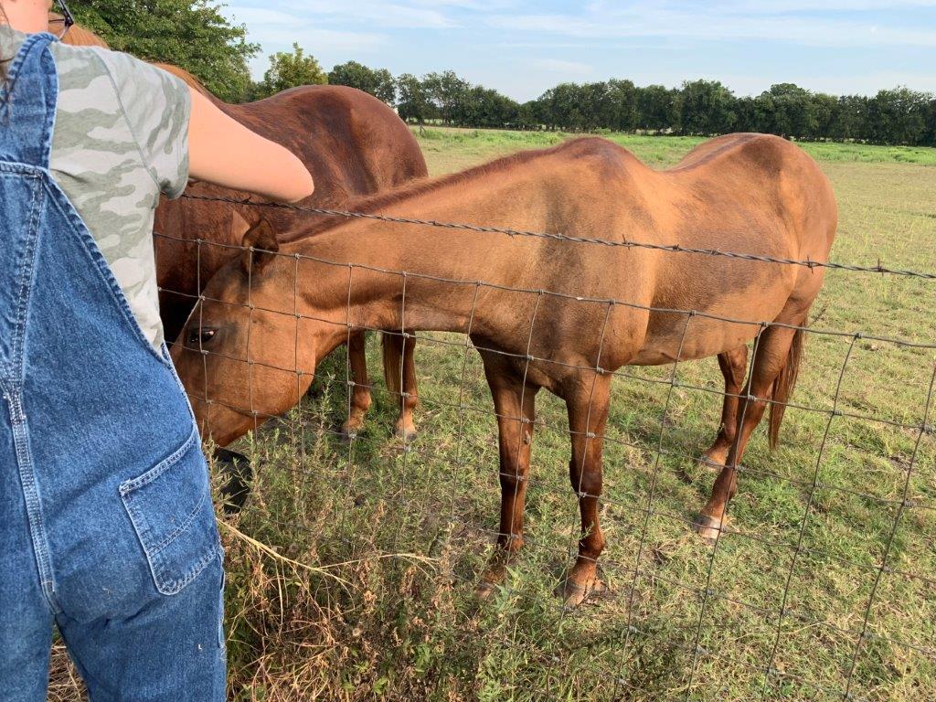 Sorrel Mare Named Candy - Born 2001