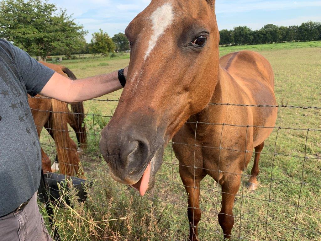 Sorrel Mare Named Candy - Born 2001