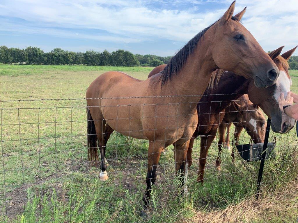 Sorrel Mare Named Sugar - Born 2005