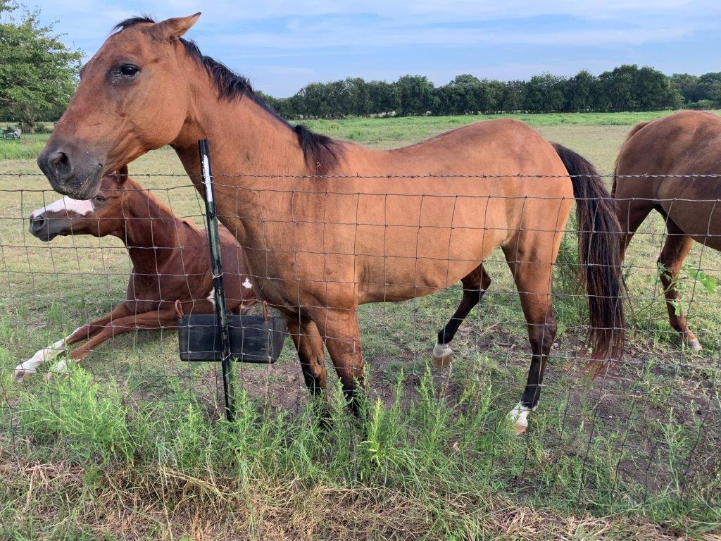 Sorrel Mare Named Sugar - Born 2005