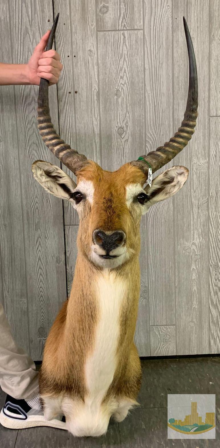 Red Lechwe