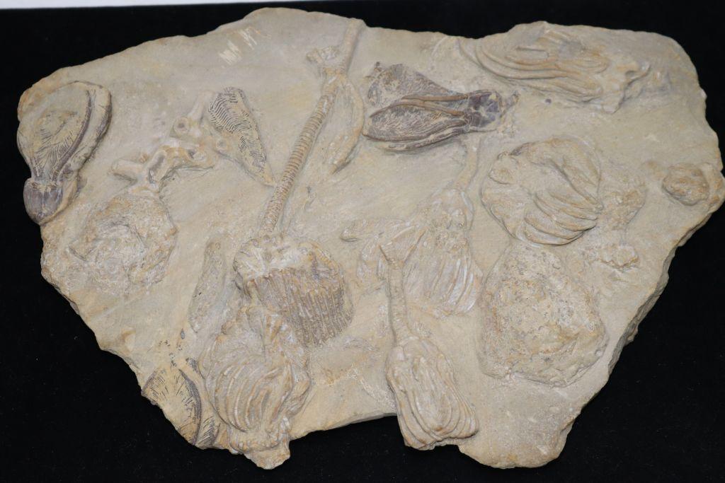 Fantastic Iowa Crinoid Fossil Plate