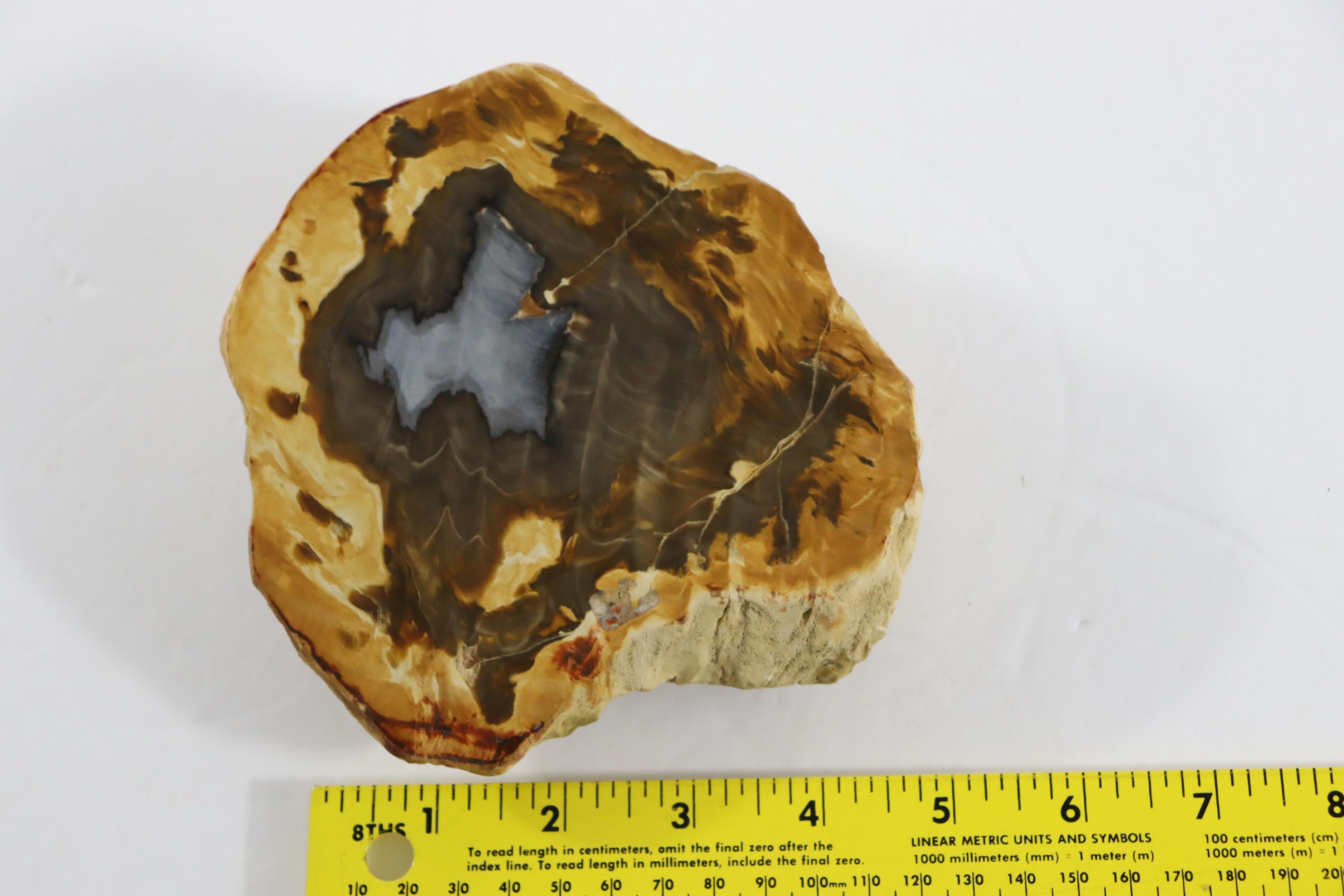 Eden Valley, WY Petrified Wood Specimen