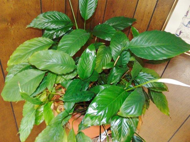 Rattan W/ Wrought Iron Framing Plant Stand & A Live Potted Plant (lobby)