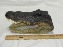 Genuine Alligator Head