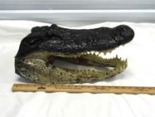 Genuine Alligator Head