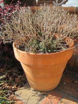 Terra Cotta Flower Pot