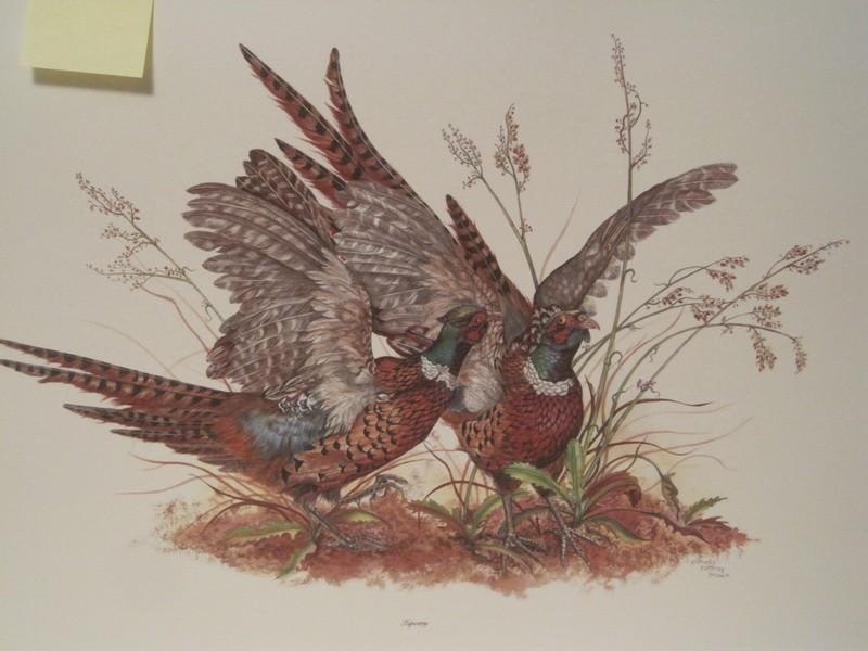 Wild Life Titled "Tapestry" by Artist Pamela Rattray Brown Depicts 2 Pheasants Strutting Print