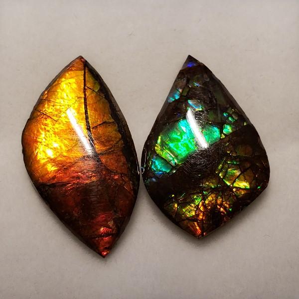 2 Genuine Canadian Ammolites