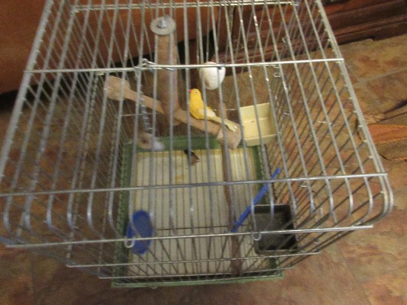 Large Metal Wire Bird Cage w/ Perches, Feeders & Removable Tray Base For Cleaning