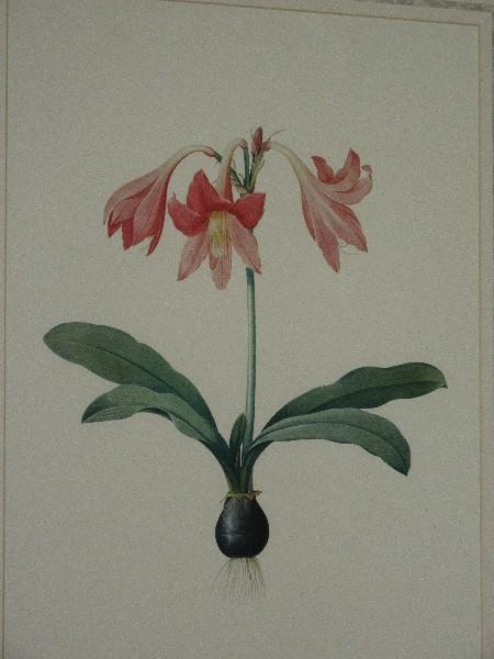 Botanical Amaryllis Pink Flower Bulb Print in Antiqued Gilted Patina Frame