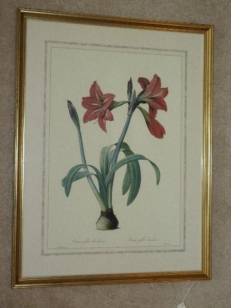 Botanical Amaryllis Flower Bulb Print in Antiqued Gilted Patina Frame