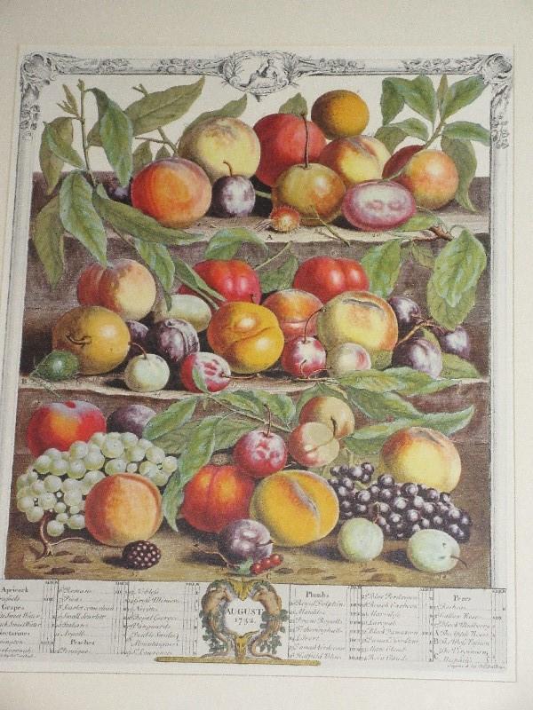 Titled "August" From Twelve Months of Fruits by Robert Furber Print