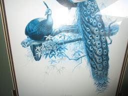 Pavo Muticus Peacock Print in Ornate Gilted/Black Wooden Frame/Matt