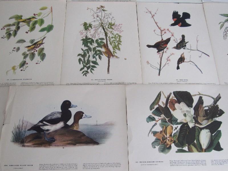 22 Bird Prints Lot - Misc. Bird Picture Prints