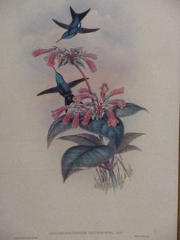 Hummingbird & Botanical Illustration Fine Art Print Attributed to J.Gould & H.C. Richter