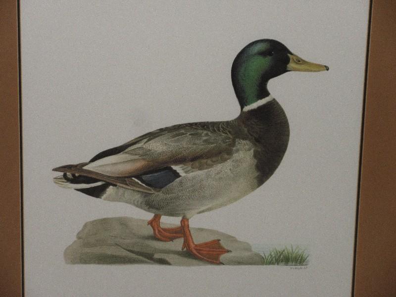 Old Colony Furniture Ducks II Series Male Mallard Duck Anas Platyrhynchos