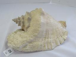 Large Conch/Seashell White & Pink Motif Décor