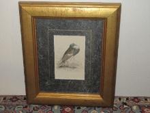 Awesome Jardine Naturalist's Library Collection Plate 15 Pewter or Copper Pigeon Hand Colored