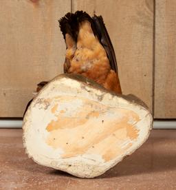 Full Mount African Shell Duck On Rock