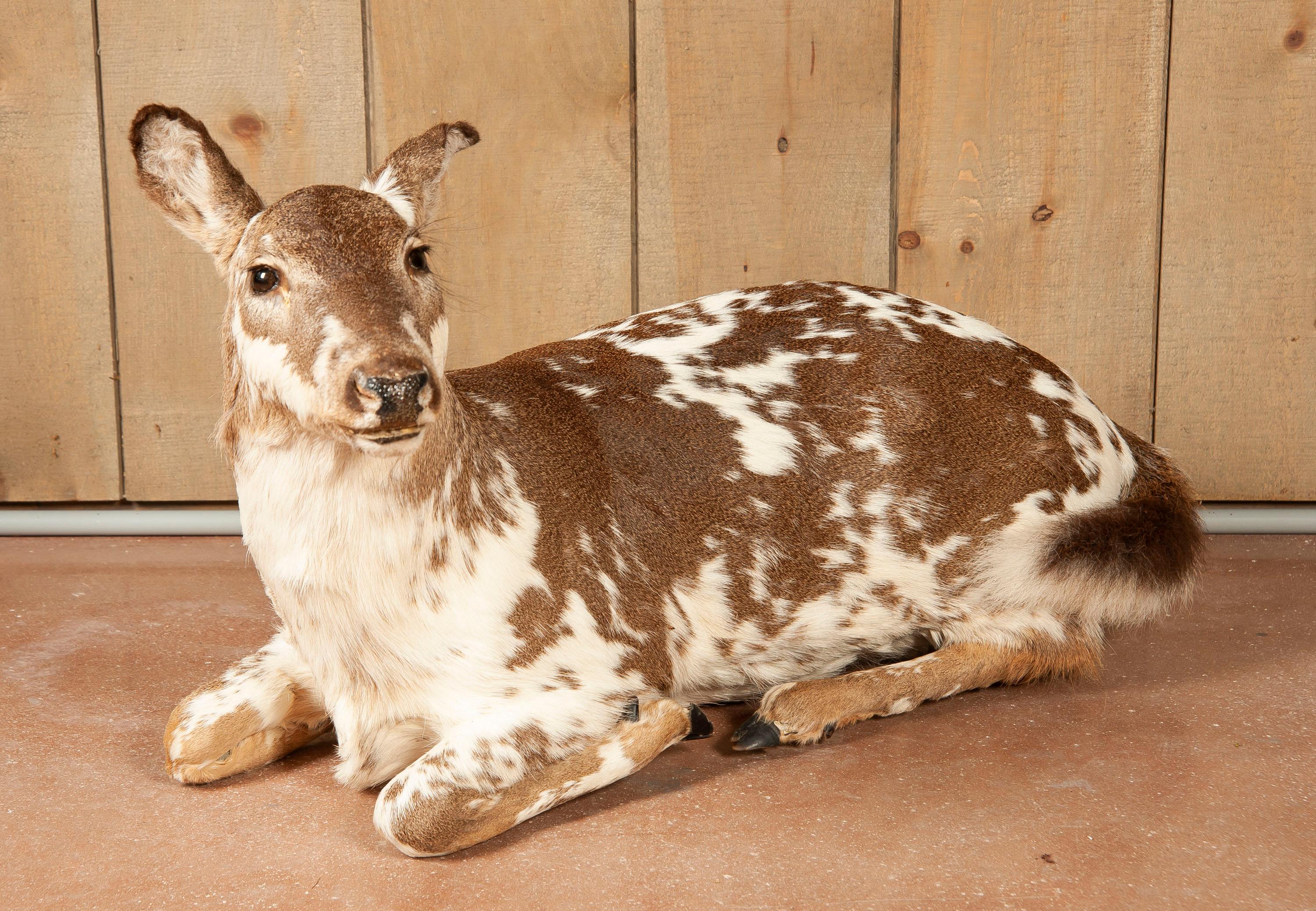 Full Floor Mounted Piebald Doe