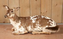 Full Floor Mounted Piebald Doe