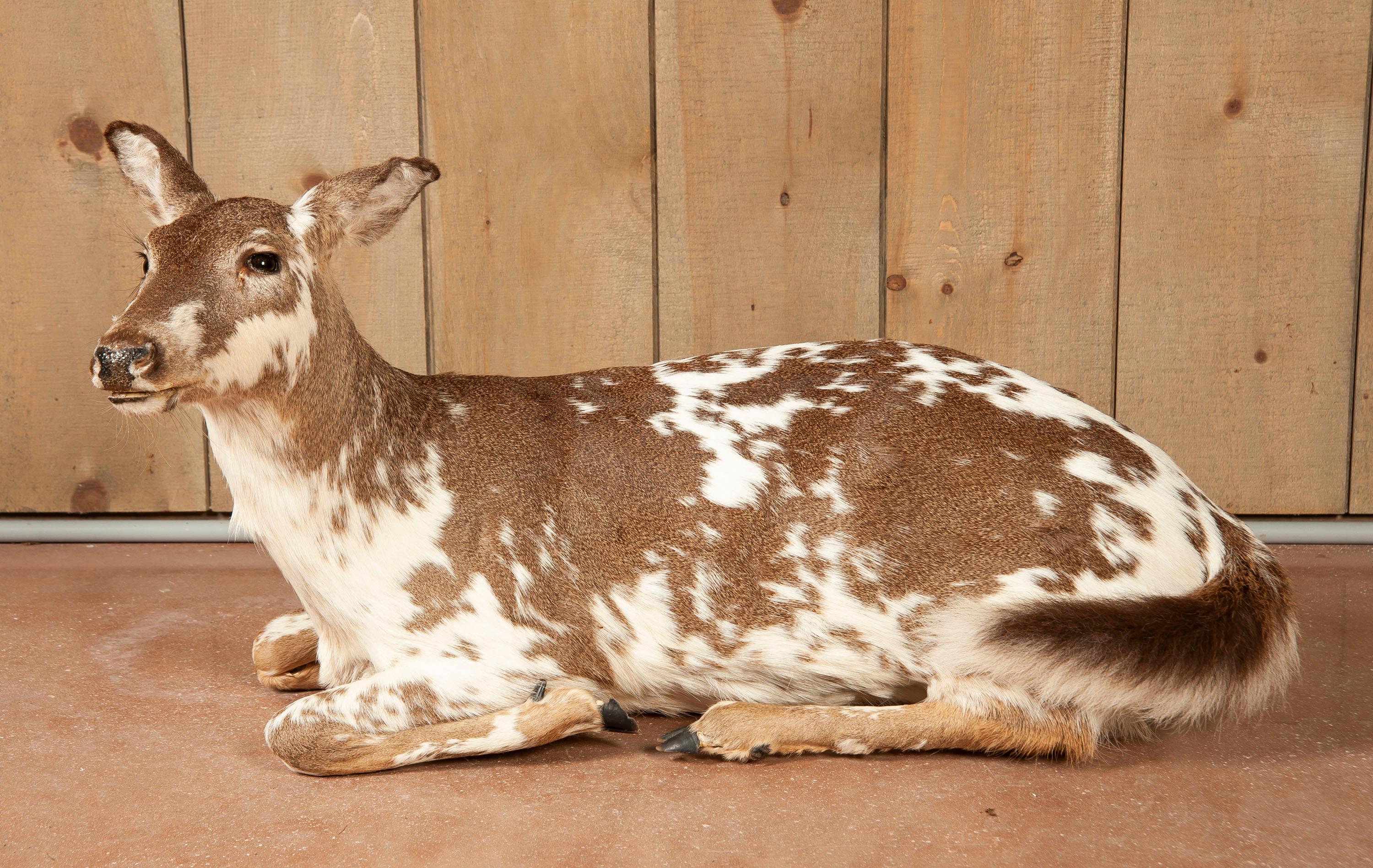 Full Floor Mounted Piebald Doe