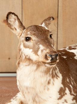 Full Floor Mounted Piebald Doe