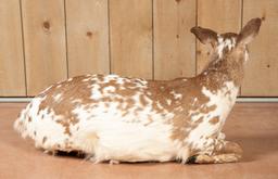 Full Floor Mounted Piebald Doe