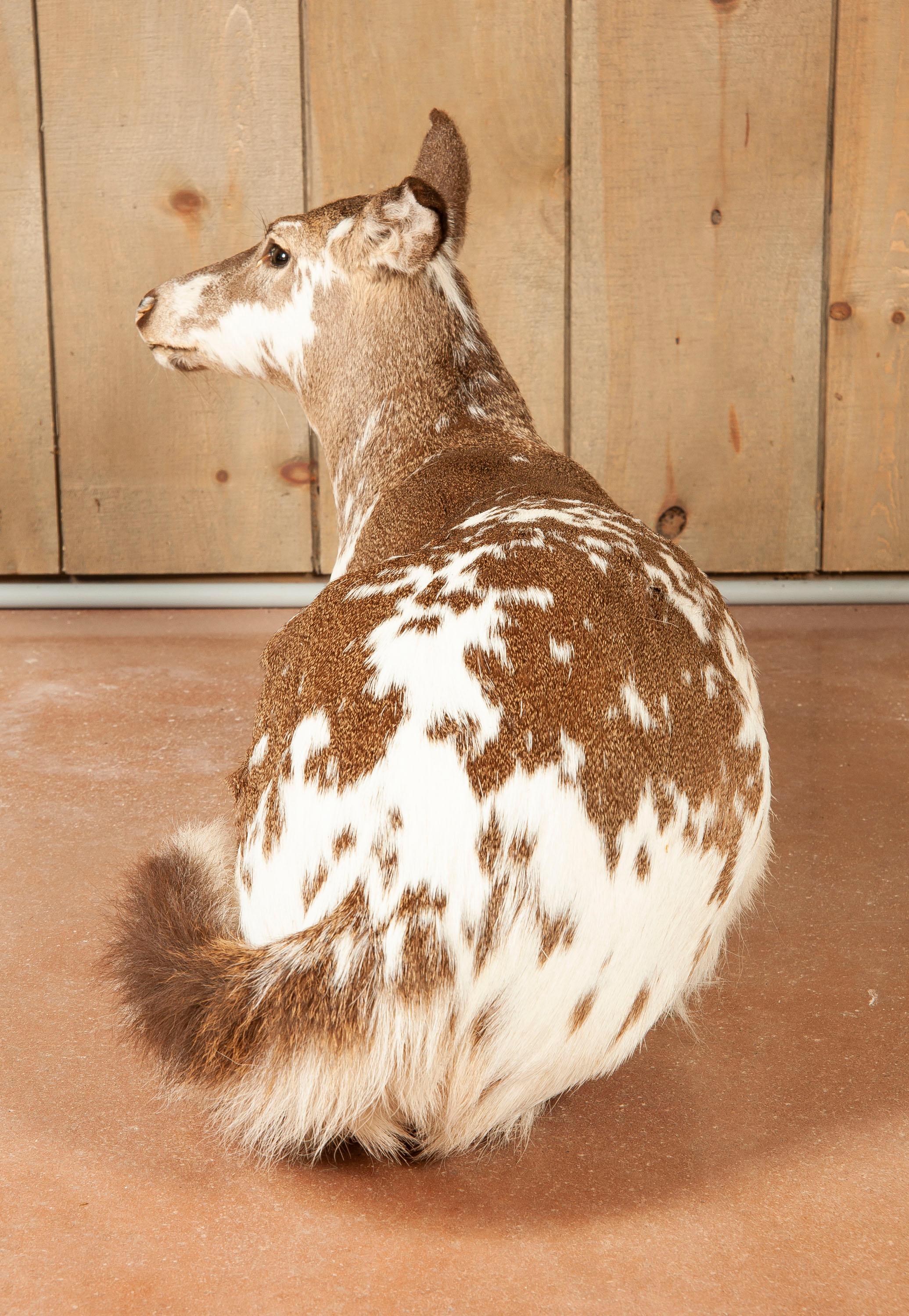 Full Floor Mounted Piebald Doe