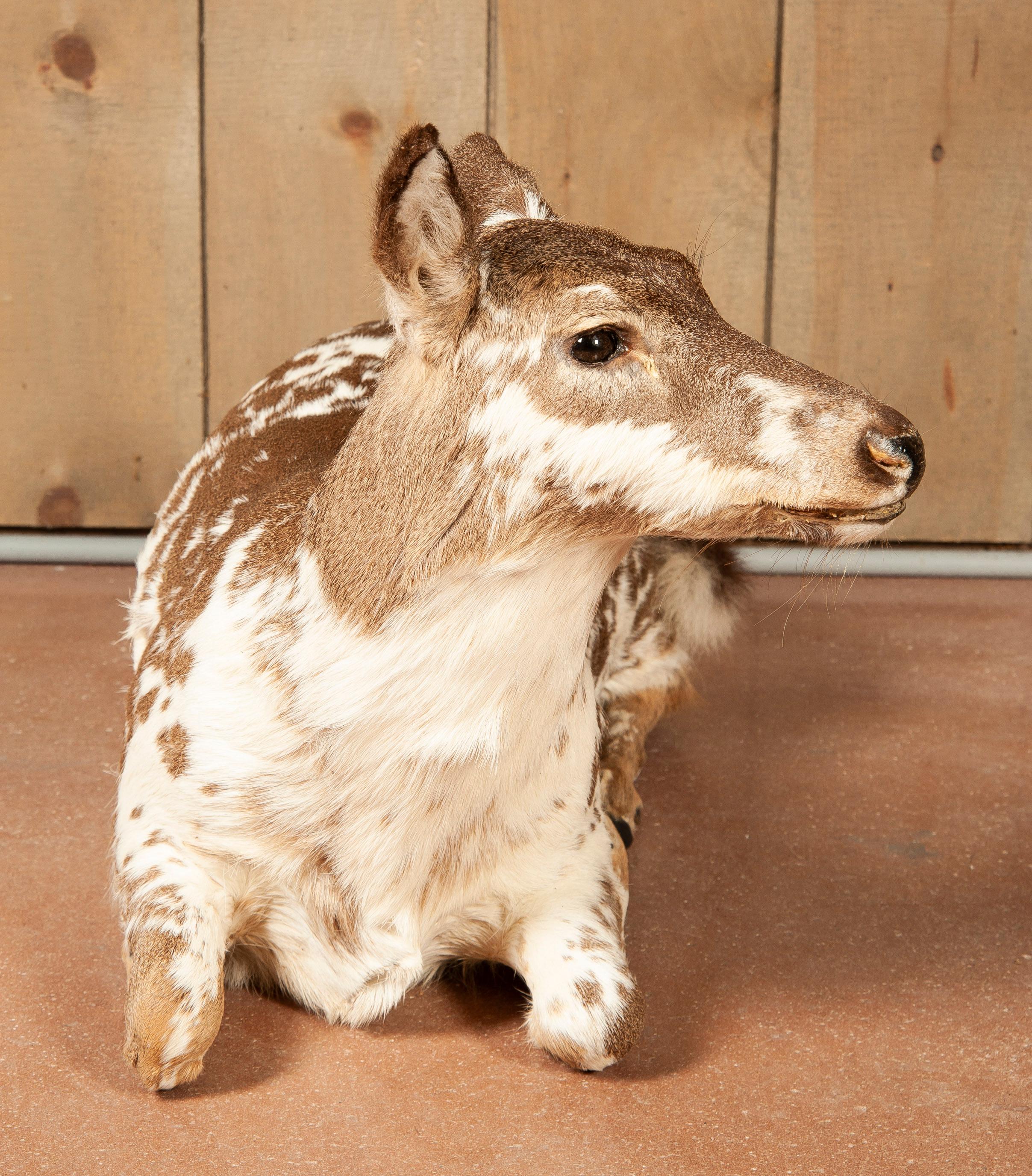 Full Floor Mounted Piebald Doe