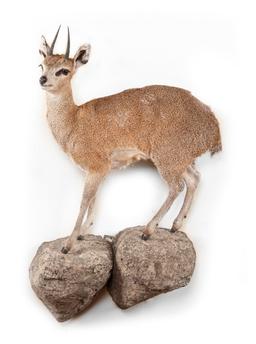 Full Wall Mounted Klipspringer On Rocks