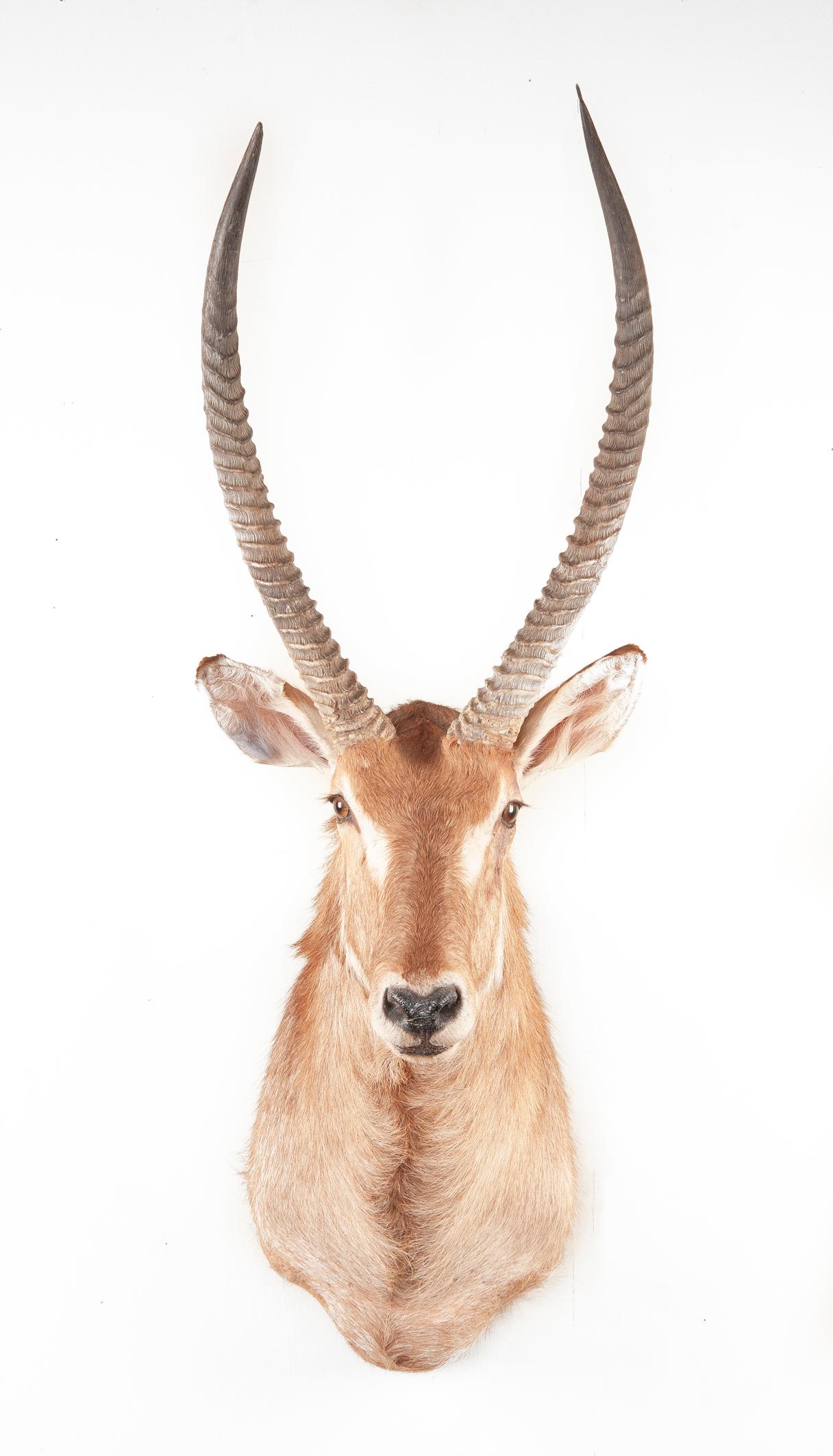 Shoulder Mounted Waterbuck