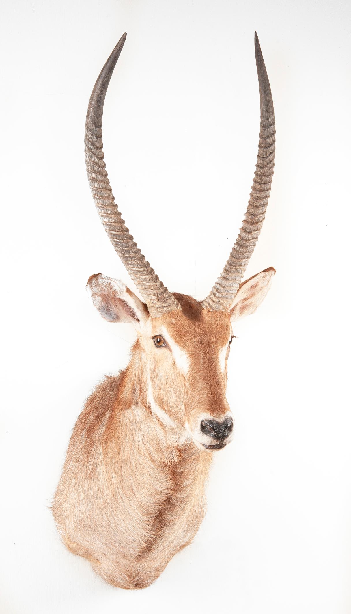 Shoulder Mounted Waterbuck