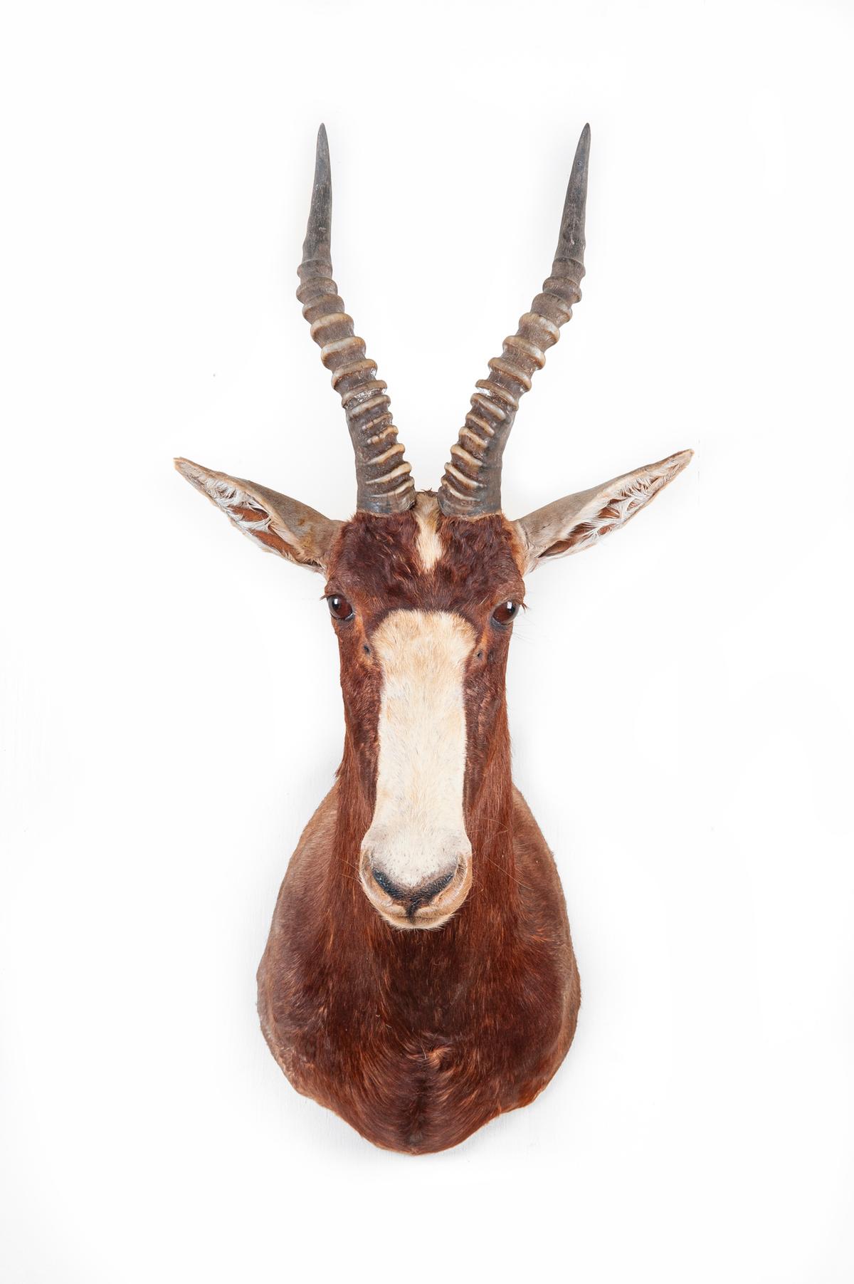 Shoulder Mounted Blesbok