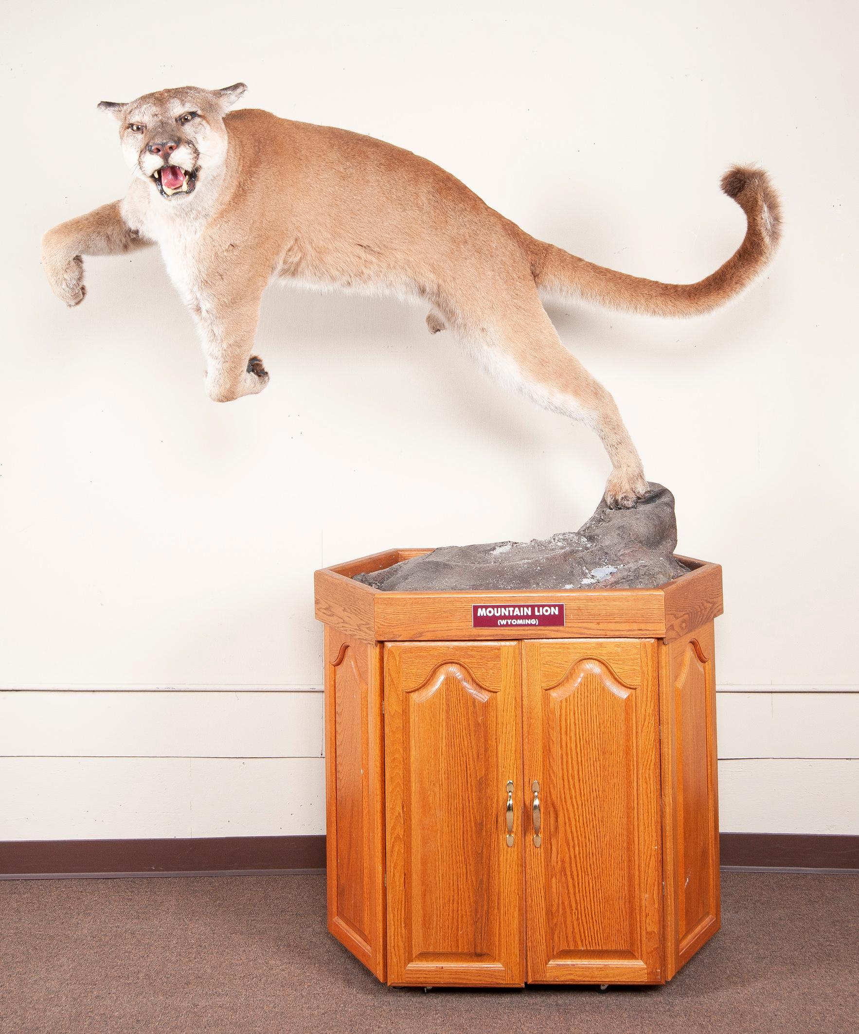 Full Mounted Leaping Mountain Lion