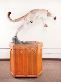 Full Mounted Leaping Mountain Lion