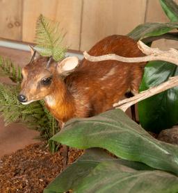 Full Mounted Bongo, Bay Duiker and Pygmy Antelope