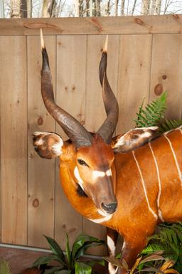 Full Mounted Bongo, Bay Duiker and Pygmy Antelope