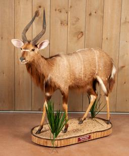 Full Mounted Nyala On Rolling Mount