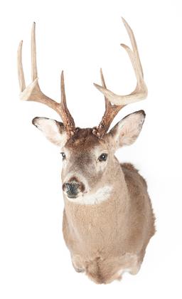 White-Tailed Deer Shoulder Mount