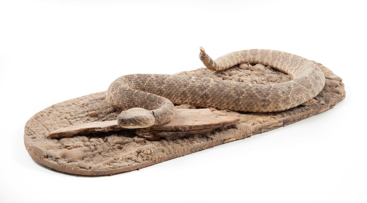 Full Mounted Rattlesnake on Ground Mount