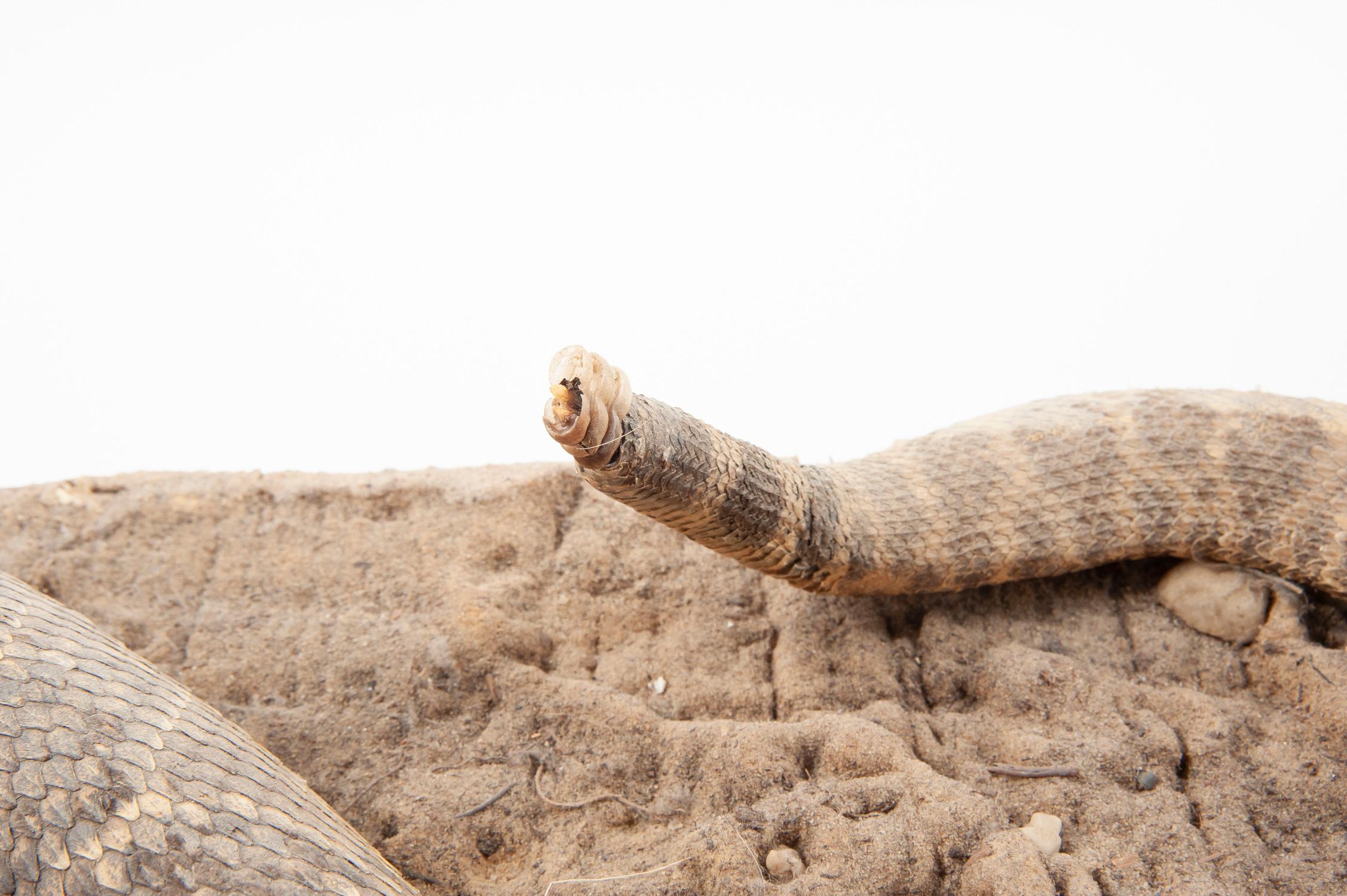 Full Mounted Rattlesnake on Ground Mount