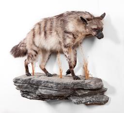 Full Wall Mounted Aardwolf On Rock