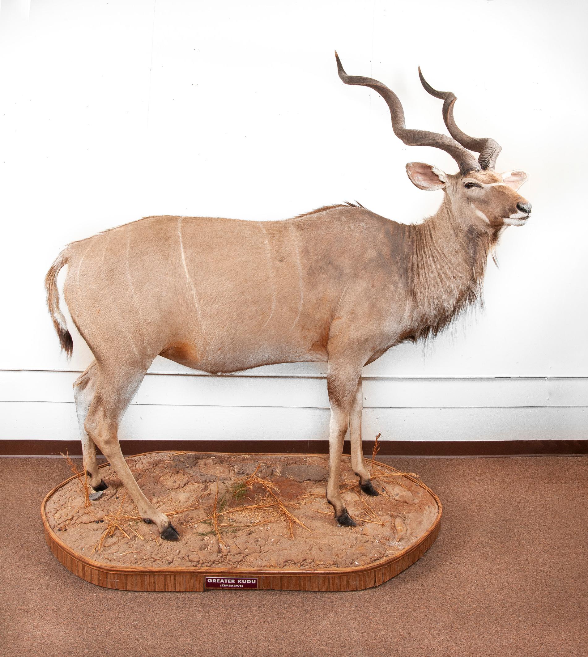 Full Mounted Kudu On Ground Decorated Stand