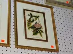 (WALL 1) PAIR OF FRAMED BOTANICAL PRINTS; THIS LOT CONTAINS TWO BOTANICAL PRINTS . ONE IS BEGONIA